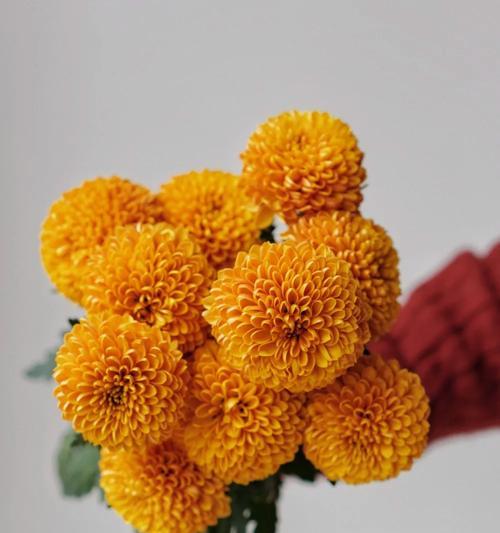球花花语有哪些？球花的寓意是什么？