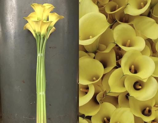 花语海芋是什么？海芋花的花语代表什么？