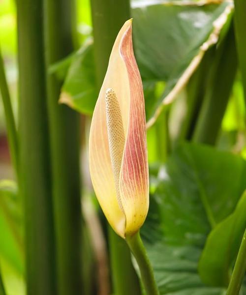 花语海芋是什么？海芋花的花语代表什么？