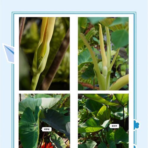 花语海芋是什么？海芋花的花语代表什么？