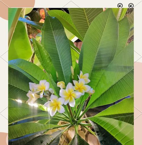 鸡蛋花语有何含义？鸡蛋花的象征意义是什么？