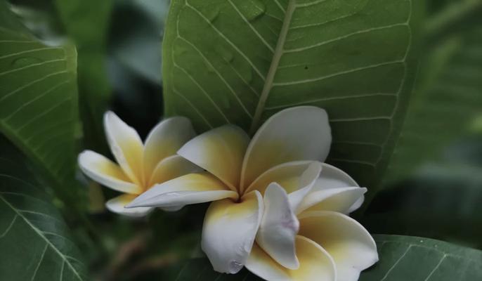 鸡蛋花语有何含义？鸡蛋花的象征意义是什么？