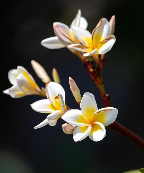 鸡蛋花语有何含义？鸡蛋花的象征意义是什么？