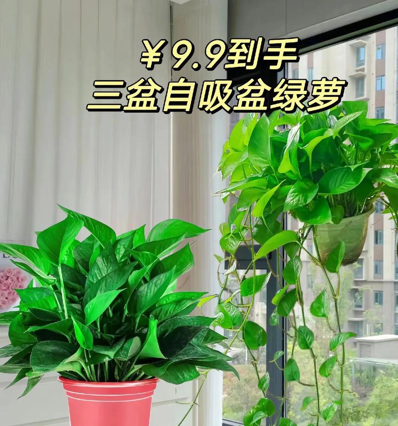 花语绿箩是什么意思？绿箩的花语有哪些？