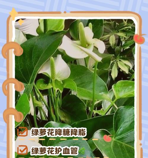 花语绿箩是什么意思？绿箩的花语有哪些？