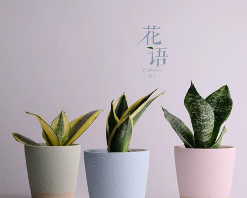 花语绿箩是什么意思？绿箩的花语有哪些？