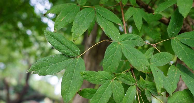 槭树花语有哪些？槭树的花语是什么？