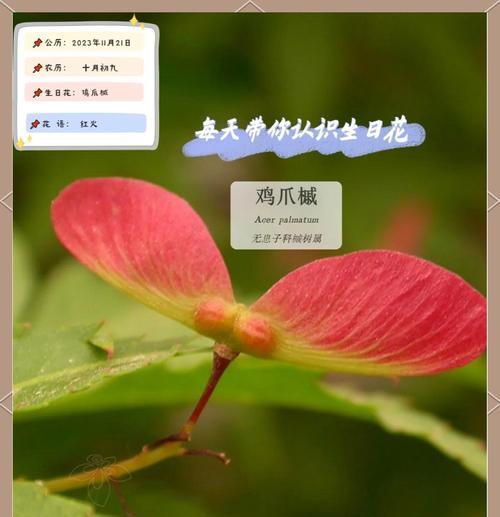 槭树花语有哪些？槭树的花语是什么？
