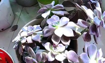 紫乐花语是什么？紫乐花的寓意有哪些？