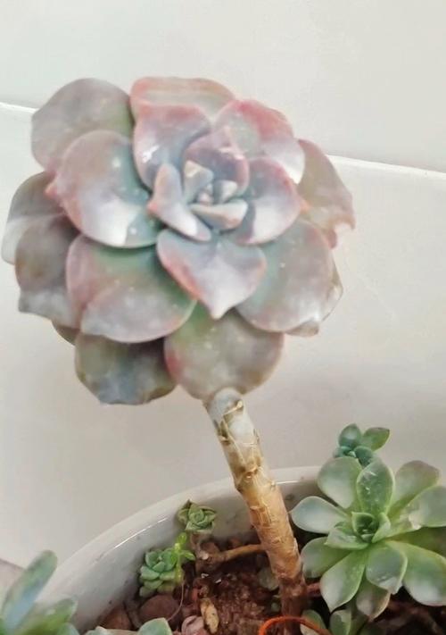 紫乐花语是什么？紫乐花的寓意有哪些？