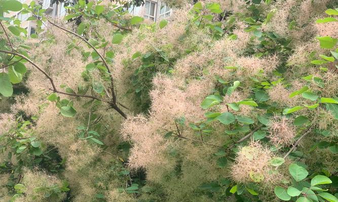 花语黄栌代表什么？黄栌花的花语是什么？