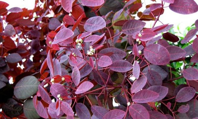 花语黄栌代表什么？黄栌花的花语是什么？