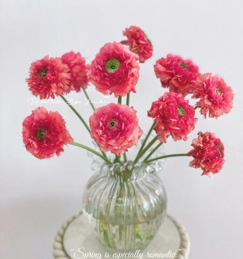 西瓜花语有何含义？西瓜花的寓意是什么？