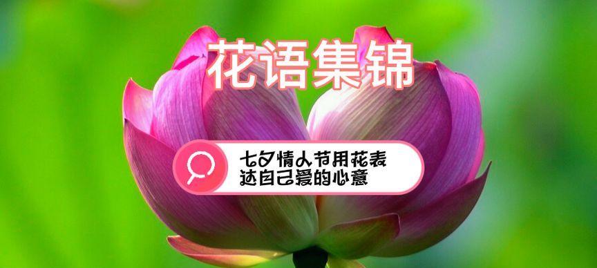 西瓜花语有何含义？西瓜花的寓意是什么？