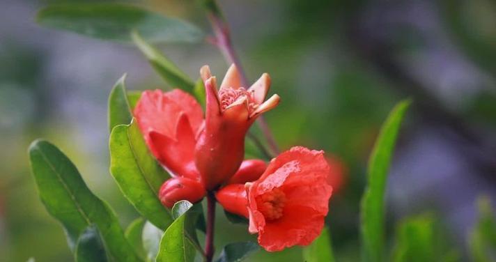 浆果花语是什么意思？浆果花的花语有哪些？