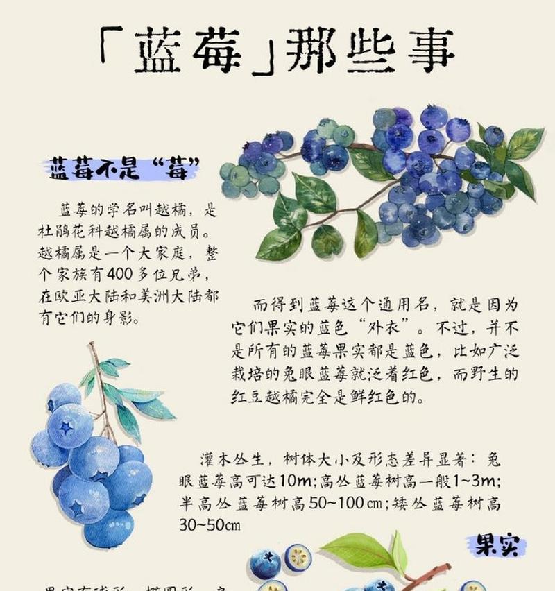 浆果花语是什么意思？浆果花的花语有哪些？