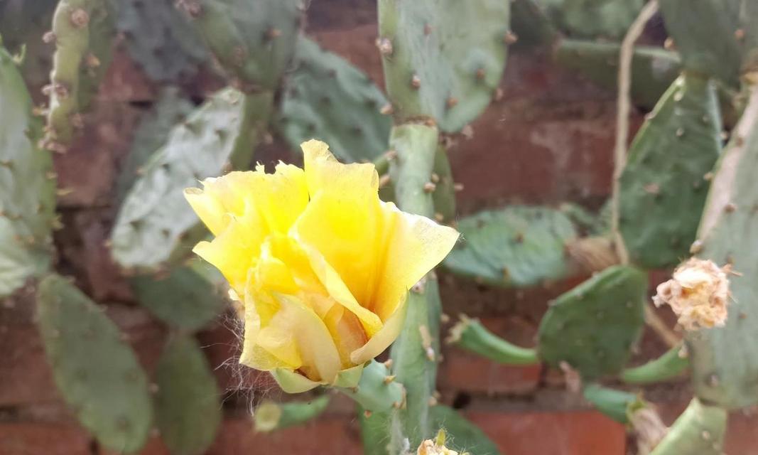 长掌花语是什么意思？如何理解长掌花的寓意？