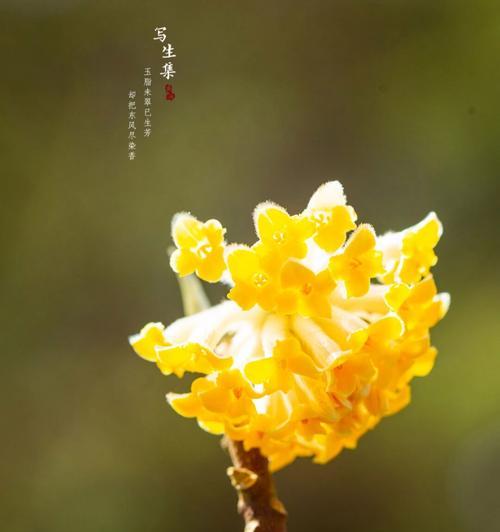 树花语玉代表什么？树花语玉的花语有哪些？