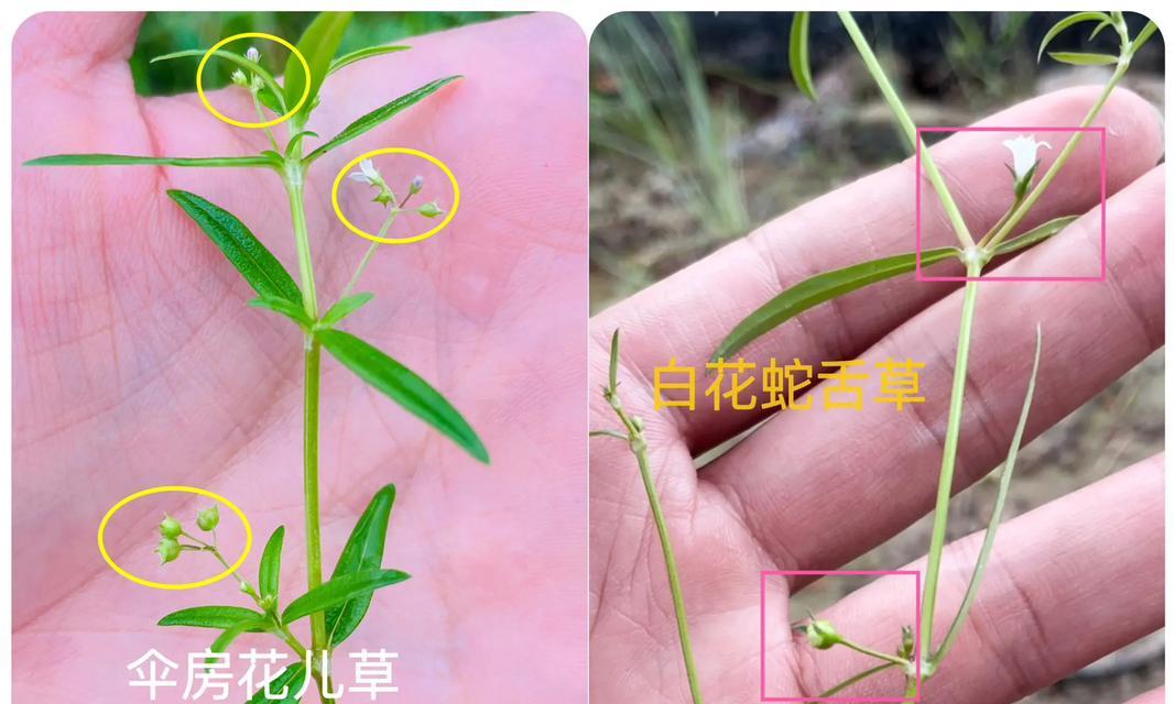 花花语蛇代表什么？花花语蛇的花语有何深意？