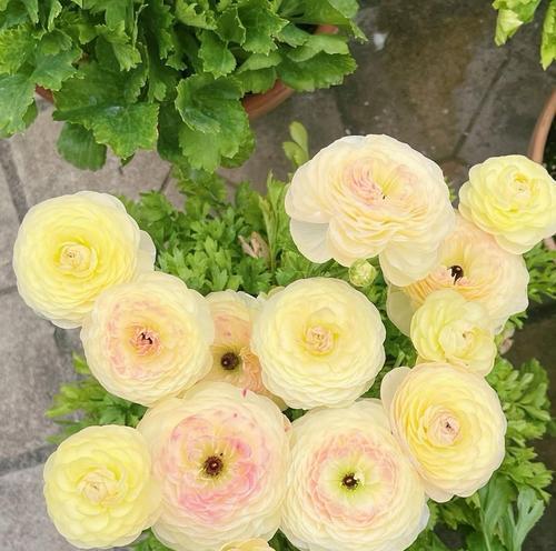 花花语蛇代表什么？花花语蛇的花语有何深意？