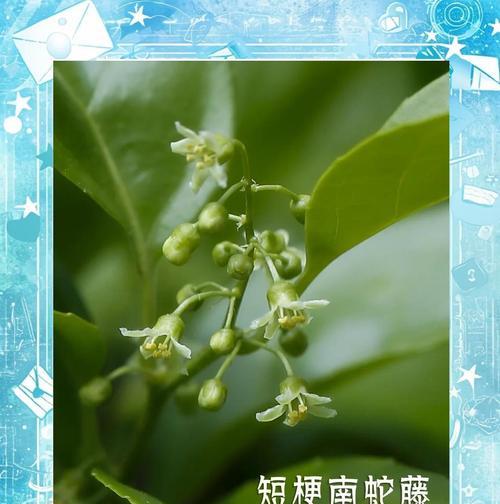 花花语蛇代表什么？花花语蛇的花语有何深意？