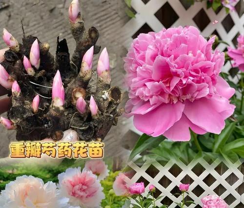 赏花花语有哪些？赏花时应该了解哪些花语？