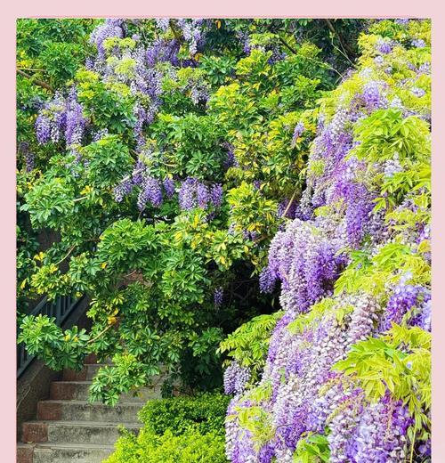 赏花花语有哪些？赏花时应该了解哪些花语？