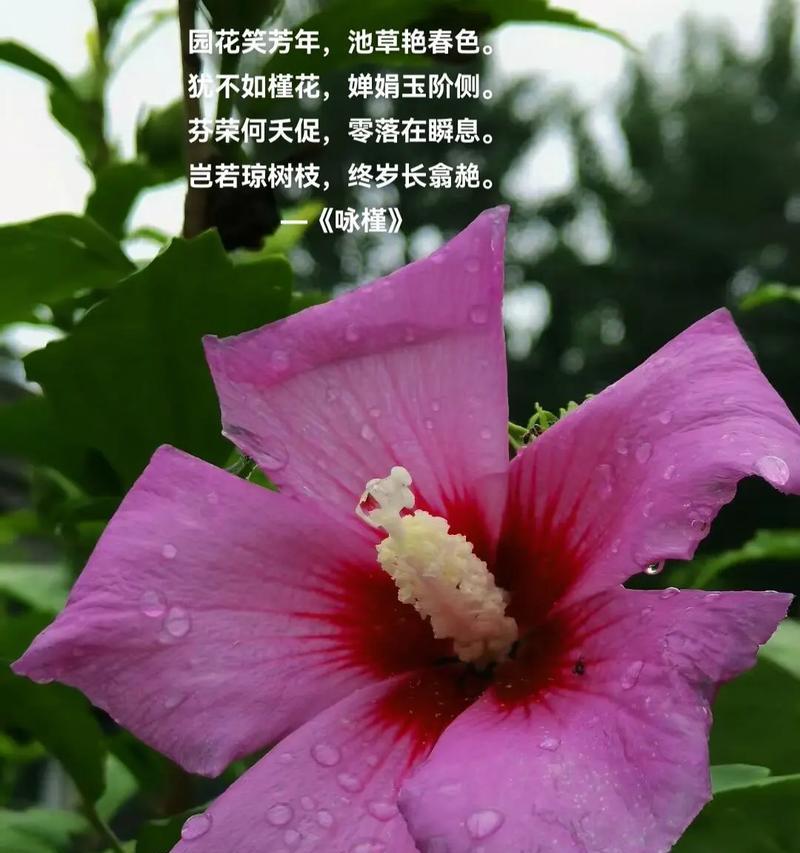 槿心花语有哪些？槿心花语在传统花语中的位置？