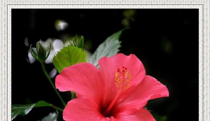 槿心花语有哪些？槿心花语在传统花语中的位置？