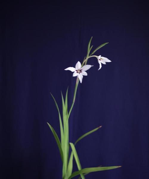 花语墨兰的寓意是什么？花语墨兰在花卉文化中的意义？