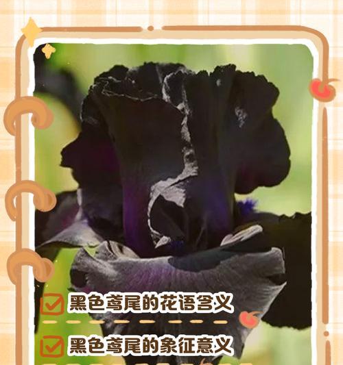 花语不香代表什么？花语不香在花语文化中的含义？