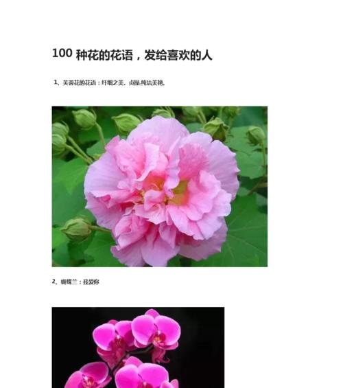 龙之花语的含义是什么？龙之花语在花卉文化中的地位？