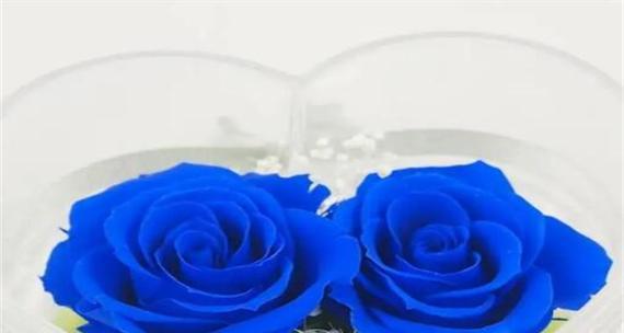 龙之花语的含义是什么？龙之花语在花卉文化中的地位？