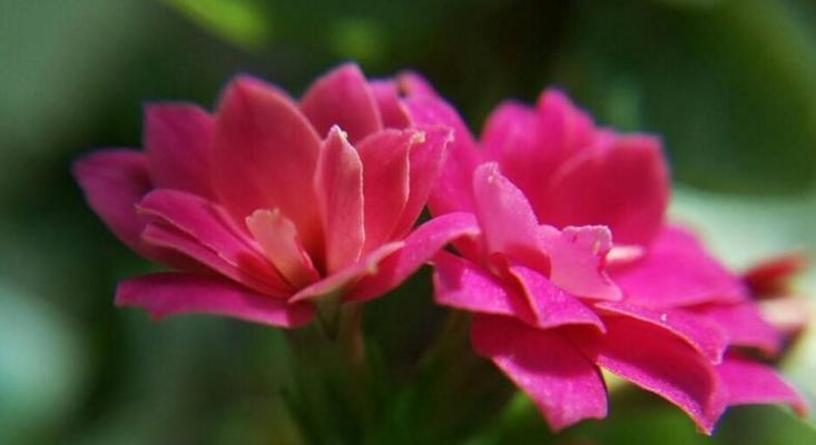 离桑花语代表什么？离桑花的花语有哪些含义？