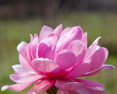 离桑花语代表什么？离桑花的花语有哪些含义？