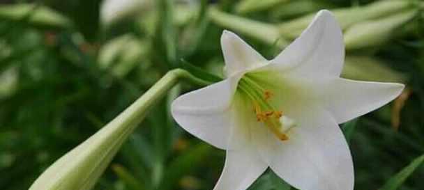离桑花语代表什么？离桑花的花语有哪些含义？