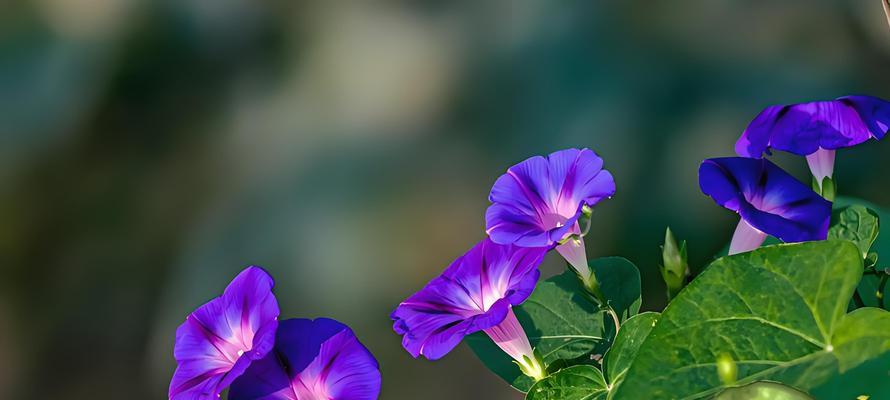 流水花语有何深意？流水花的象征意义是什么？