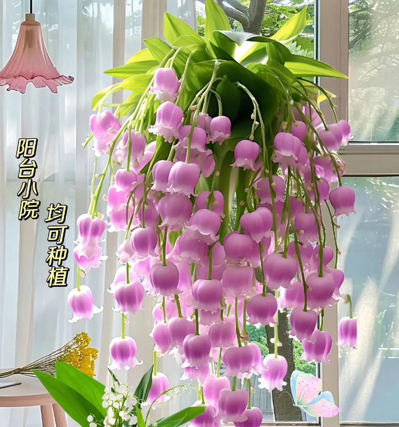 季花花语有哪些独特之处？季花的花语代表什么？
