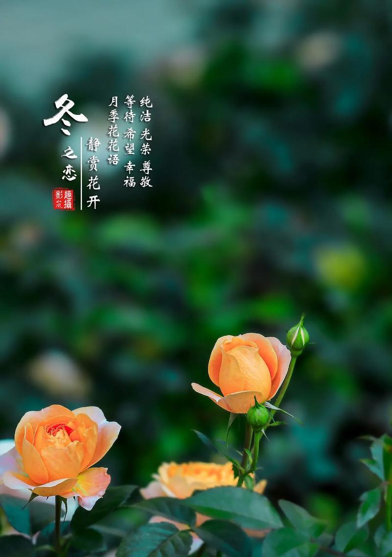 季花花语有哪些独特之处？季花的花语代表什么？
