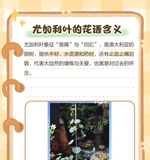 二叶花语通常表达什么？二叶花的花语有何特别之处？