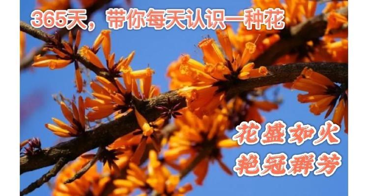 火花花语传递了哪些情感？火花花的花语有何寓意？