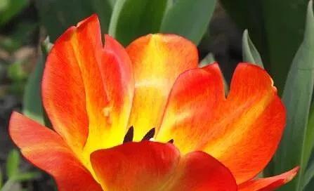 火花花语传递了哪些情感？火花花的花语有何寓意？