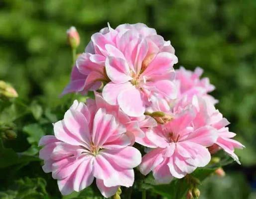 天香花语有何特别之处？天香花的花语代表了什么？