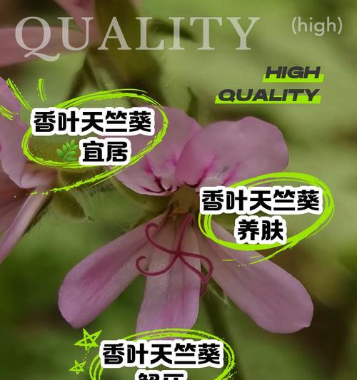天香花语有何特别之处？天香花的花语代表了什么？