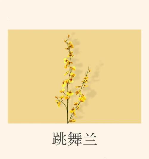 文的花语通常代表什么？文的花的花语有何讲究？