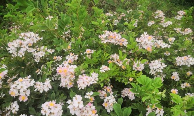 野蔷花语有何深意？野蔷花的花语代表了什么？