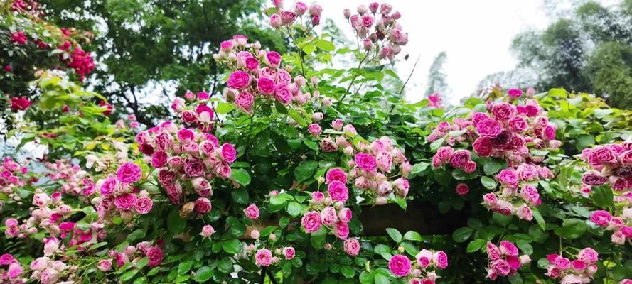 野蔷花语有何深意？野蔷花的花语代表了什么？