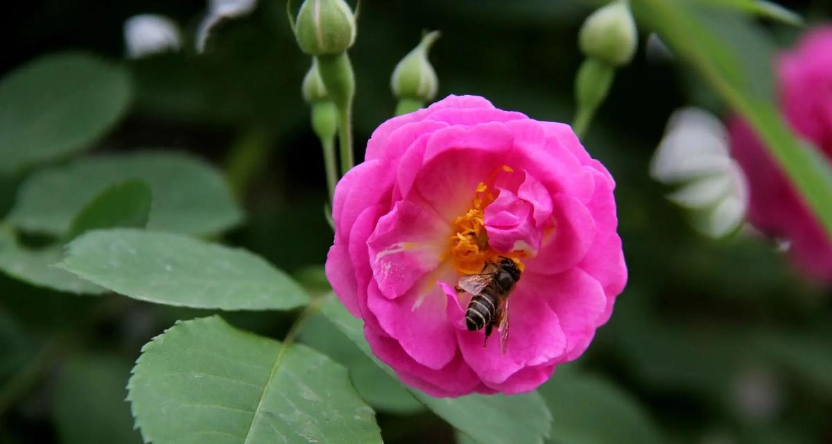 野蔷花语有何深意？野蔷花的花语代表了什么？