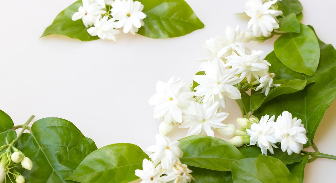 国什花语有何含义？国什花的花语代表了什么？