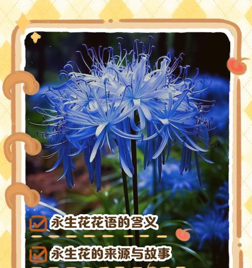 之花花语通常传递了哪些情感？之花的花语有何寓意？
